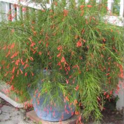 Location: Sebastian, Florida
Date: 2013-06-17
Russelia equisetiformis is beautiful draping plant when grown in 