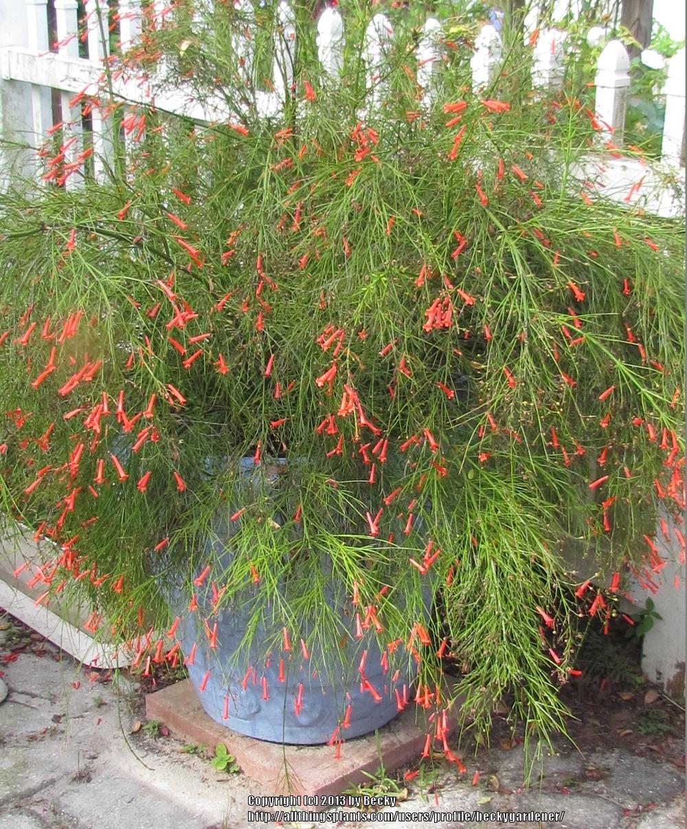 Photo of Firecracker Plant (Russelia equisetiformis) uploaded by beckygardener
