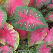 Large leaf caladium. Bright red coloring. Outstanding!