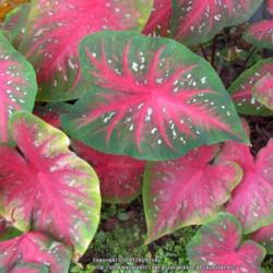 Location: Sebastian, Florida
Date: 2013-06-17
Large leaf caladium. Bright red coloring. Outstanding!