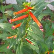 Cuphea David Verity has  beautiful orange 1” tubular flowers th