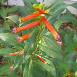Location: Sebastian, Florida
Date: 2013-06-17
Cuphea David Verity has  beautiful orange 1” tubular flowers th