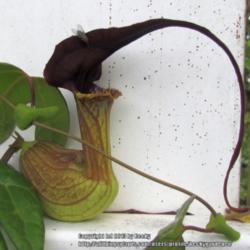 Location: Sebastian, Florida
Date: 2013-06-07
The scent of the blooms of Aristolochia trilobata smell like rott