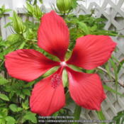 Large, red blooms that attract hummingbirds.