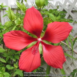 Location: Sebastian, Florida
Date: 2013-06-07
Large, red blooms that attract hummingbirds.