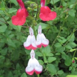 Location: Sebastian, Florida
Date: 2013-05-29
Salvia \"Hot Lips\" can produce red, white, and red & white bloom