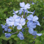Beautiful blue blooms on this year round blooming Florida shrub.
