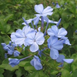 Location: Sebastian, Florida
Date: 2013-05-29
Beautiful blue blooms on this year round blooming Florida shrub.
