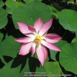 Location: Sebastian, Florida
Date: 2013-05-15
Such a rare ocassion to see a bloom on my water lotus plants! But