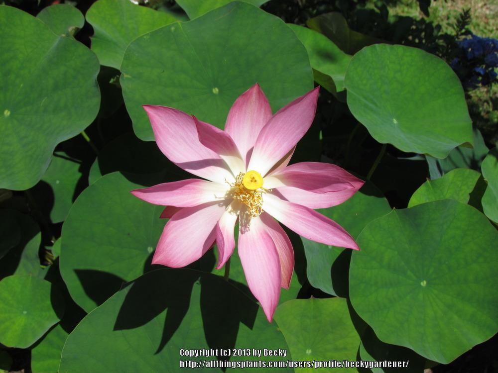 Photo of Sacred Lotus (Nelumbo nucifera) uploaded by beckygardener