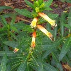 Location: Sebastian, Florida
Date: 2013-06-17
Blooms start out bright yellow and then darken to orange-red.