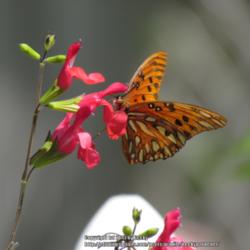 Location: Sebastian, Florida
Date: 2013-05-15
The blooms attract butterflies and hummingbirds alike.