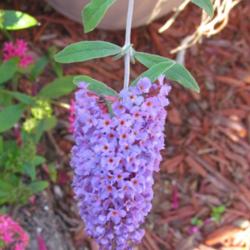 Location: Sebastian, Florida
Date: 2013-06-18
Unusual bi-color blooms.