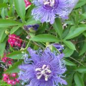 Unusual and gorgeous purple flowers on Incense Passiflora. Butter