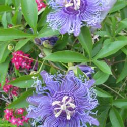 Location: Sebastian, Florida
Date: 2013-05-13
Unusual and gorgeous purple flowers on Incense Passiflora. Butter