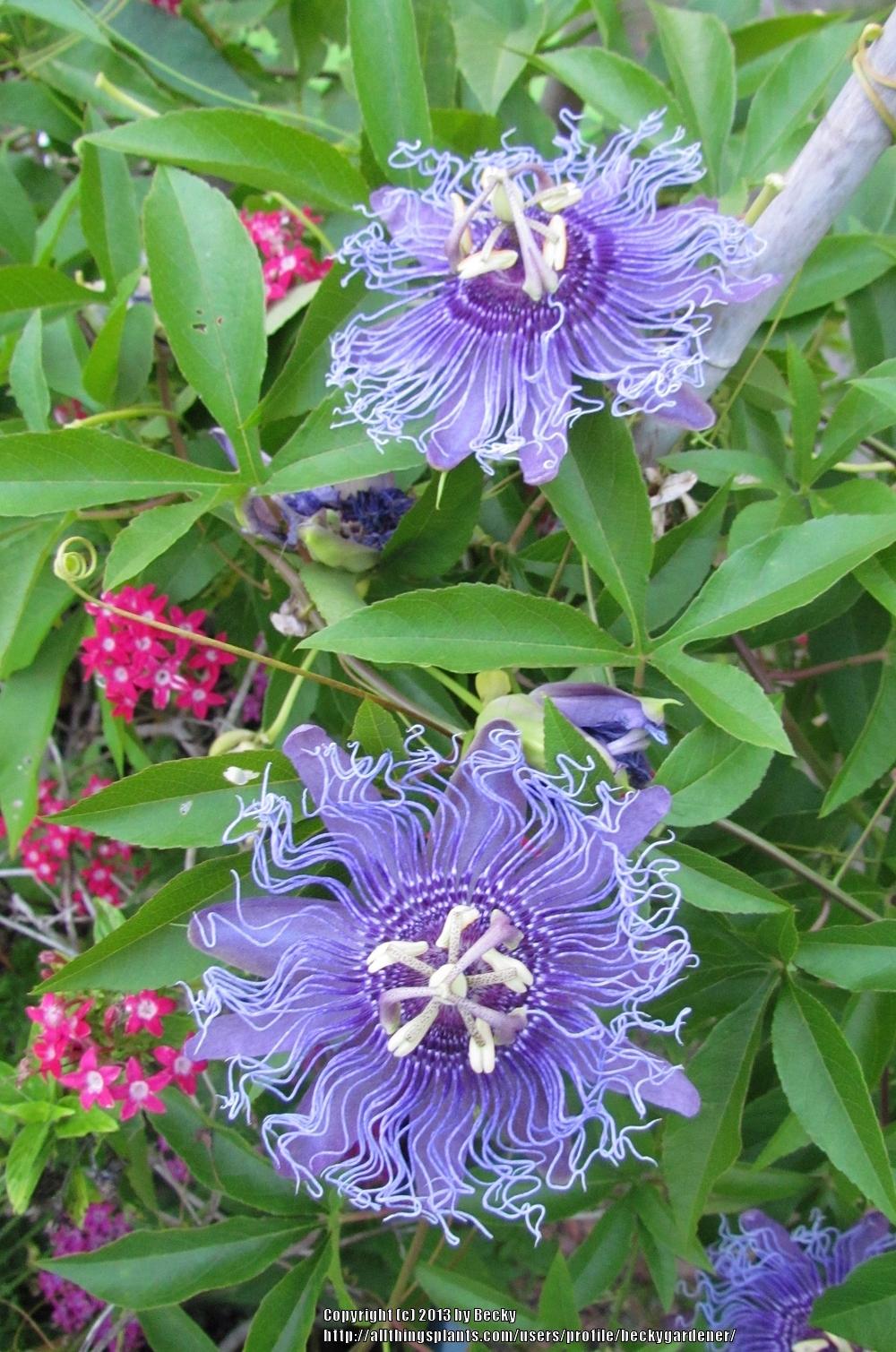 Photo of Passion Flower (Passiflora 'Incense') uploaded by beckygardener