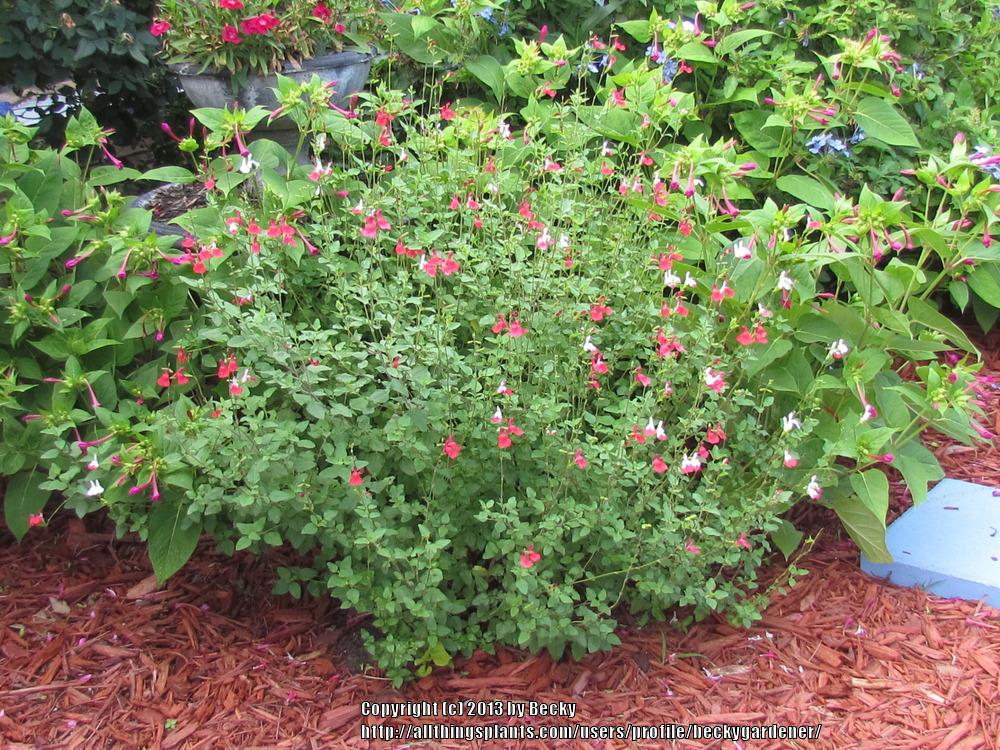 Photo of Blackcurrant Sage (Salvia microphylla 'Hot Lips') uploaded by beckygardener