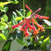 Best vine to grow in Florida! Butterflies and hummingbirds all ov