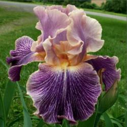 Location: Indiana
Date: May 2013
Elizabethan Age tall bearded iris