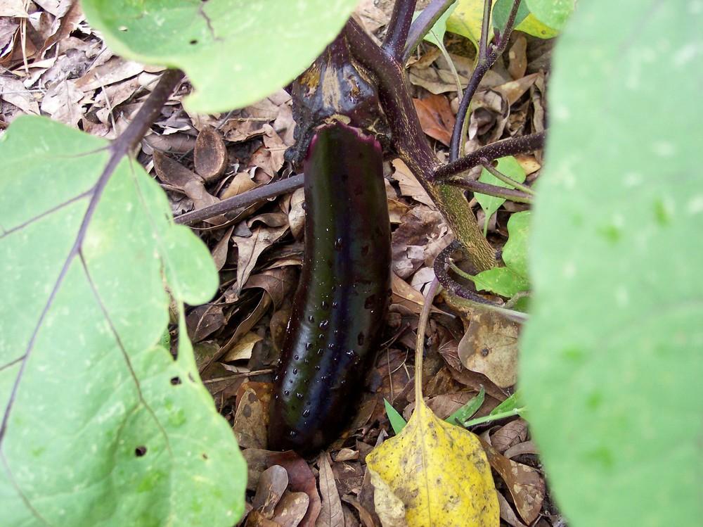 Photo of Eggplant (Solanum melongena 'Black Shine') uploaded by farmerdill