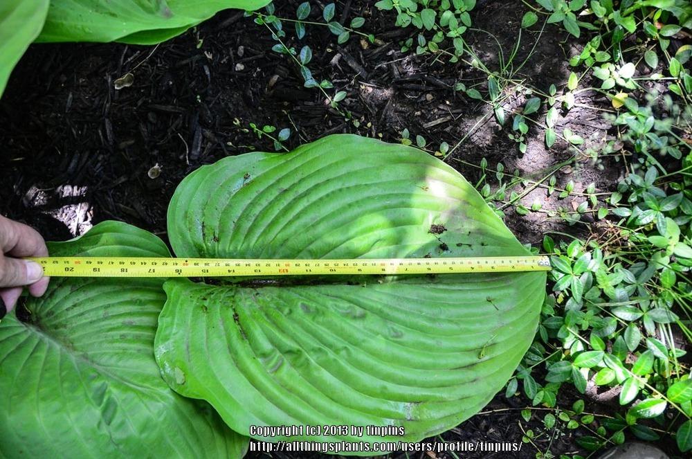 Photo of Hosta 'Sum and Substance' uploaded by tinpins