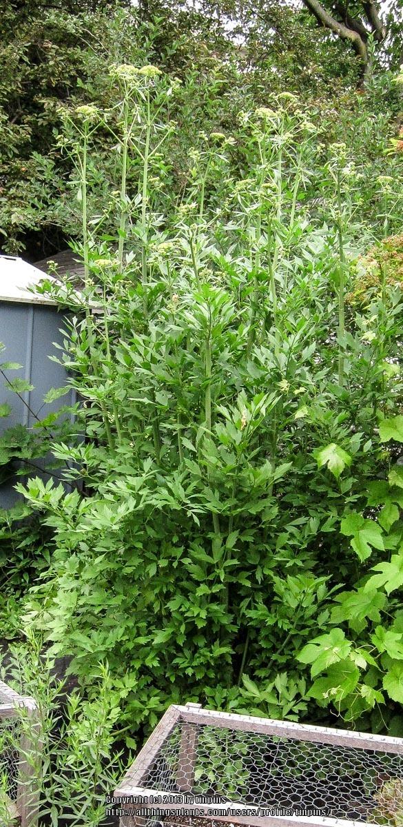 Photo of Lovage (Levisticum officinale) uploaded by tinpins