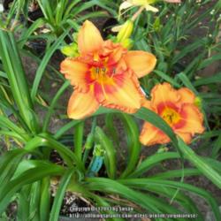 Location: My garden in Southeast Virginia, Zone 8
Date: 2013-06-15
Entire plant