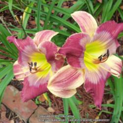 Location: My garden in Southeast Virginia, Zone 8
Date: 2013-06-18
Entire plant