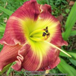 Location: My house in Portsmouth
Date: 2013-06-18
Bonus plant from Blue Ridge Daylilies
