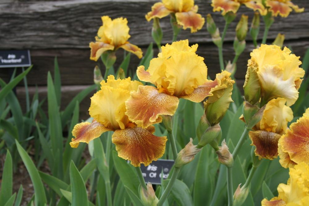 Photo of Tall Bearded Iris (Iris 'City of Gold') uploaded by KentPfeiffer