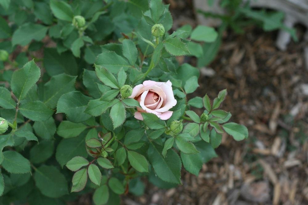 Photo of Rose (Rosa 'Koko Loko') uploaded by Skiekitty