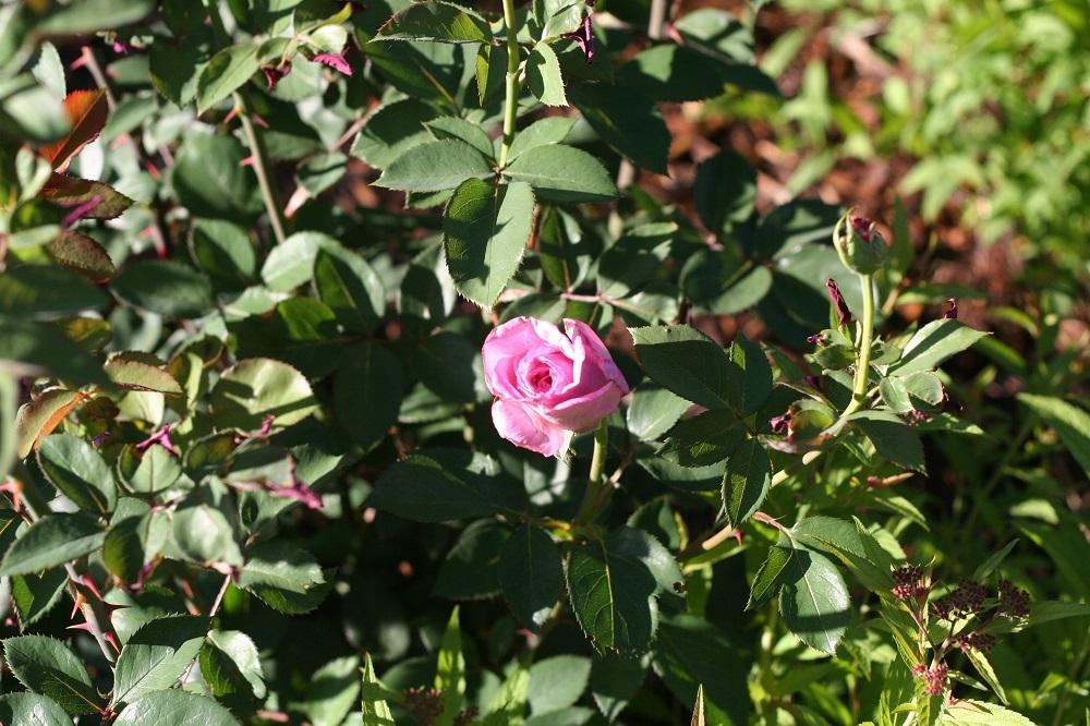 Photo of Rose (Rosa 'Macho Man') uploaded by Skiekitty