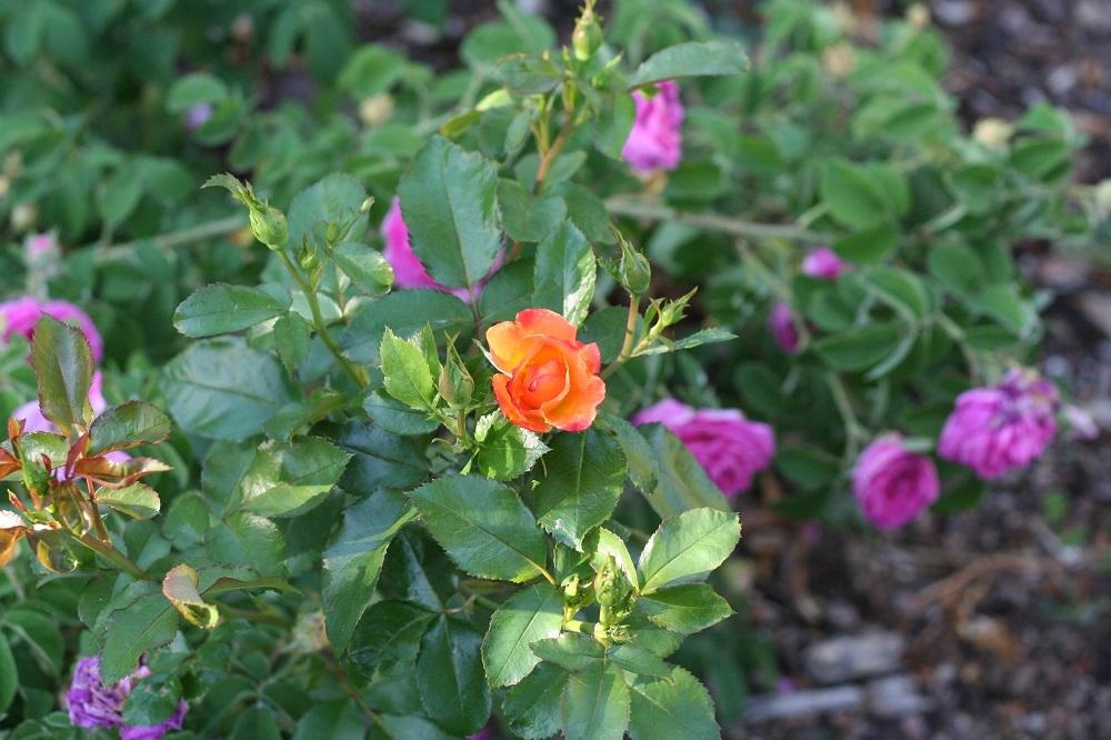 Photo of Rose (Rosa 'Playboy') uploaded by Skiekitty