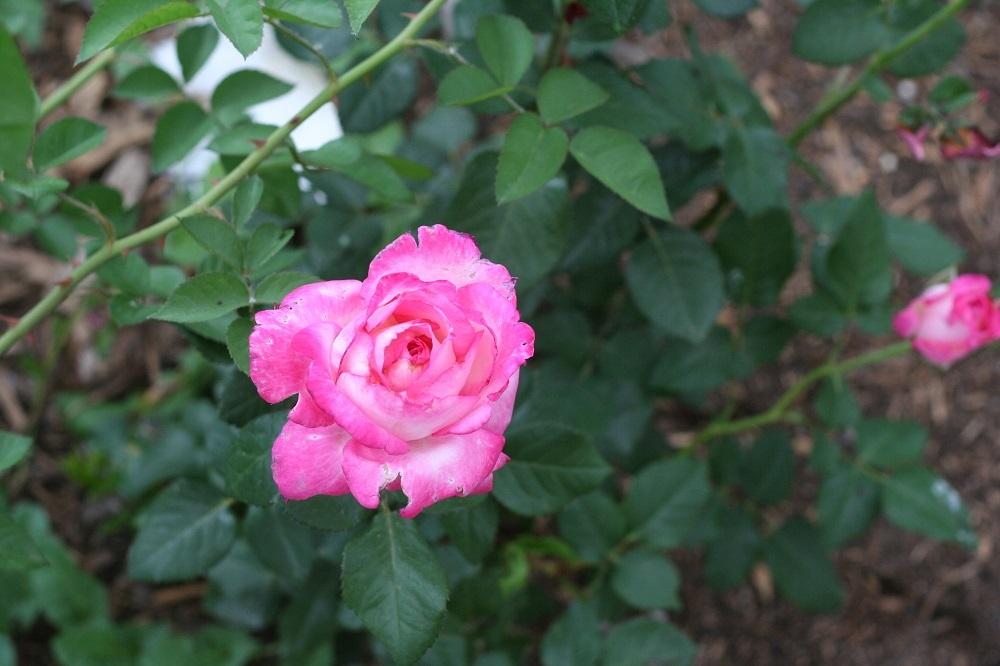 Photo of Rose (Rosa 'California Dreamin'') uploaded by Skiekitty