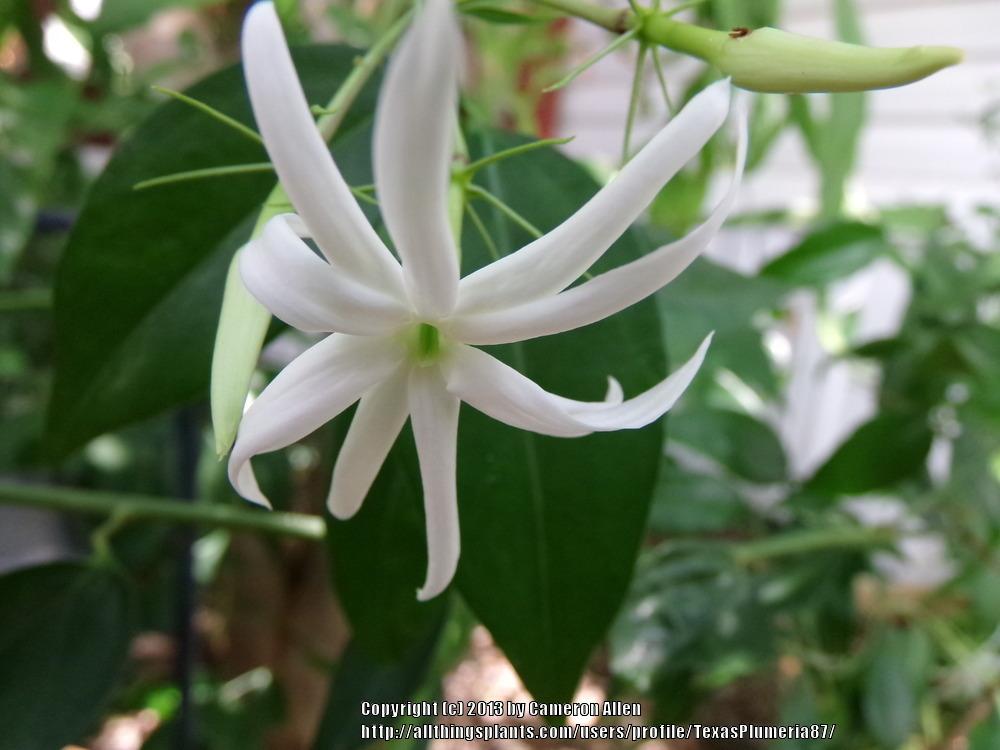 Photo of Star Jasmine (Jasminum laurifolium var. laurifolium) uploaded by TexasPlumeria87
