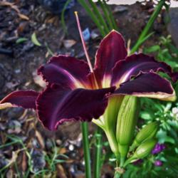 Location: northern california zone 9b
Date: 2013-06-18
Darker Shade FFO Side View with Buds.