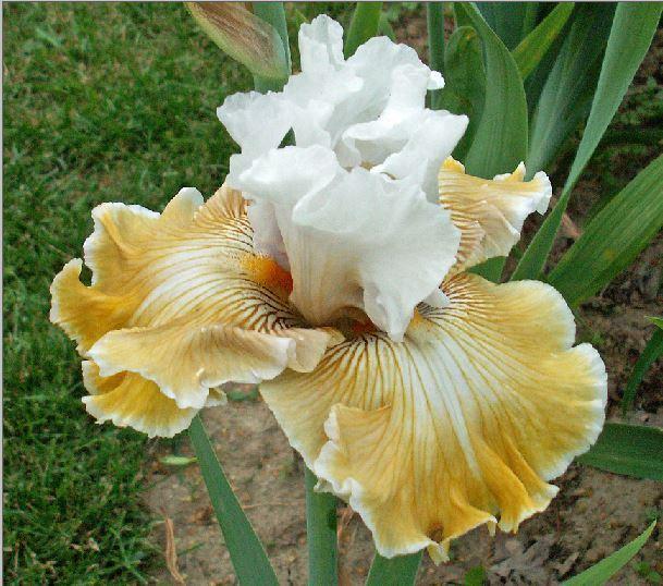 Photo of Tall Bearded Iris (Iris 'Baby I Love You') uploaded by diggit