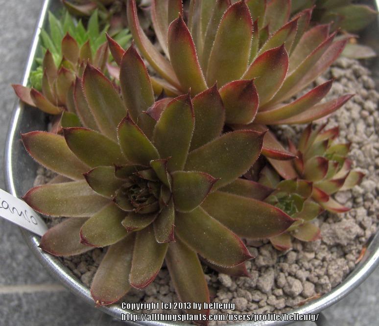 Photo of Hen and Chicks (Sempervivum 'Caruso') uploaded by hellenig