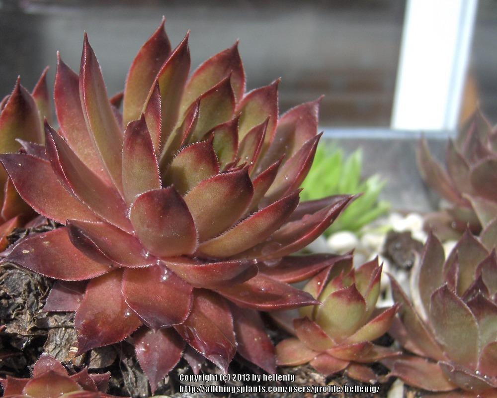 Photo of Hen and Chicks (Sempervivum 'Caruso') uploaded by hellenig
