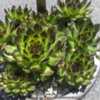 Further information is being searched on this sempervivum.
