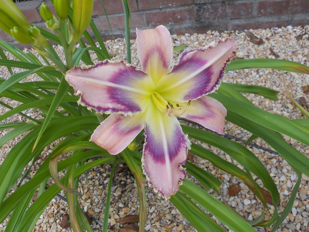 Photo of Daylily (Hemerocallis 'Entwined in the Vine') uploaded by jg2peas