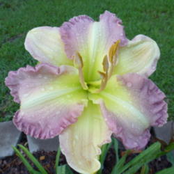 Location: Gulf Shores, AL
Date: 2012-06-21
What a gorgeous flower!!
