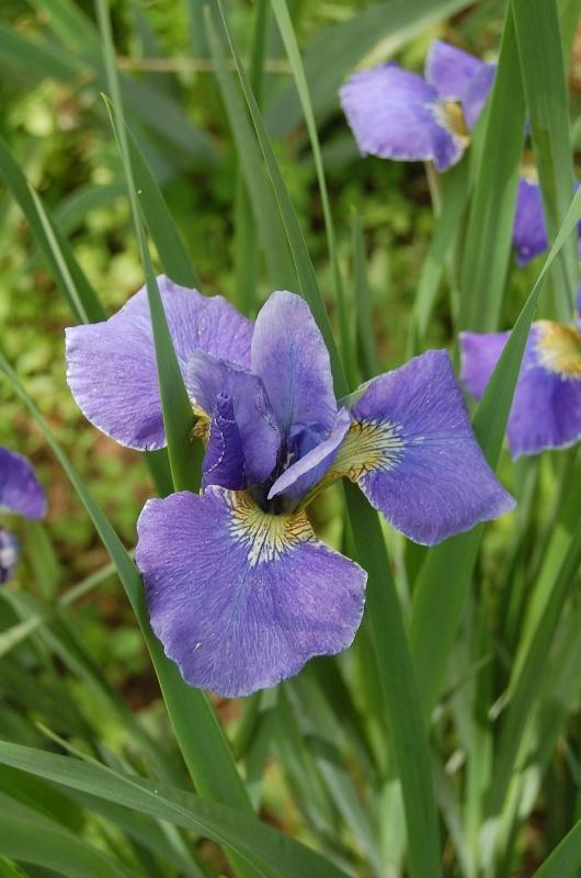 Photo of Siberian Iris (Iris 'Silver Edge') uploaded by pixie62560