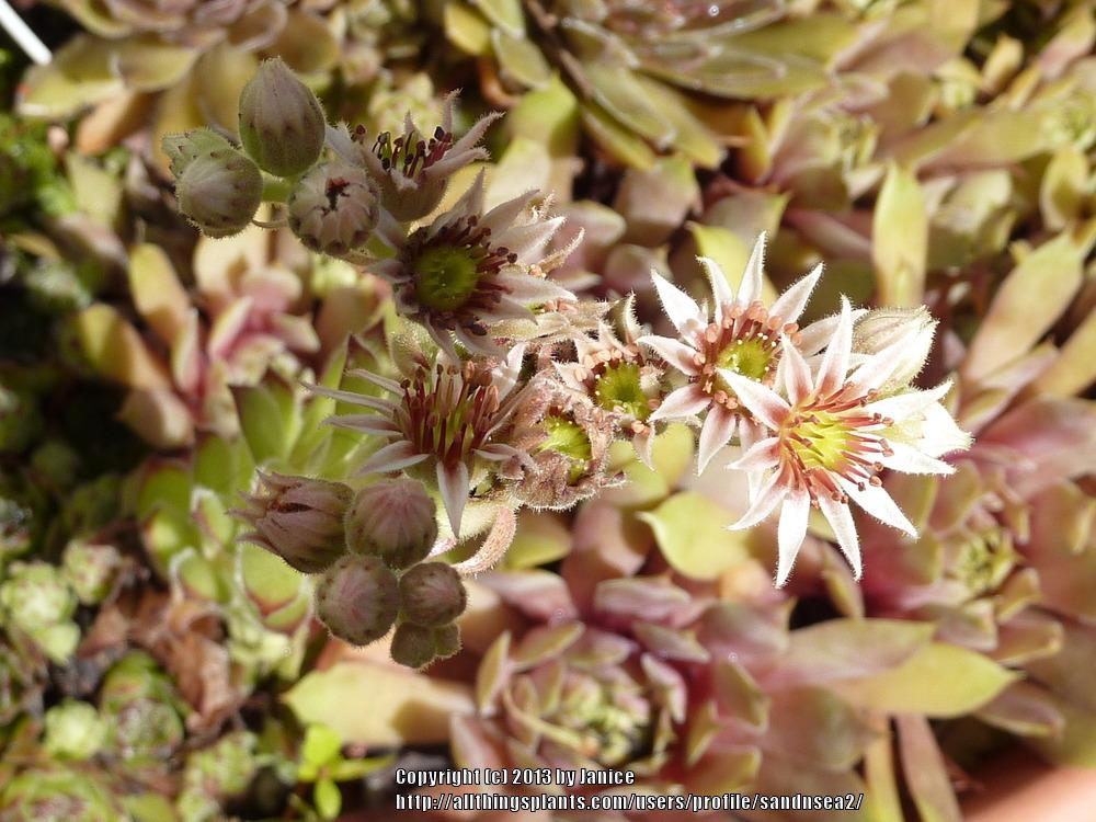 Photo of Hen and Chicks (Sempervivum 'Beautiful') uploaded by sandnsea2