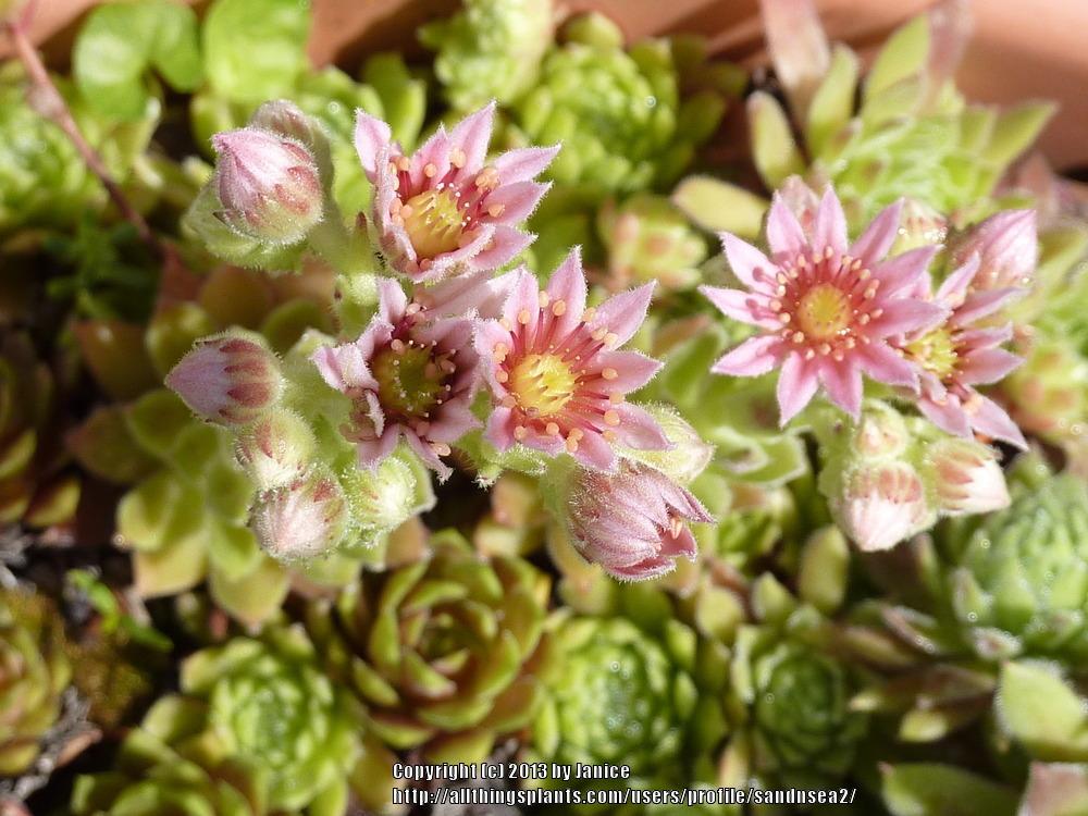 Photo of Hen and Chicks (Sempervivum 'Ford's Spring') uploaded by sandnsea2