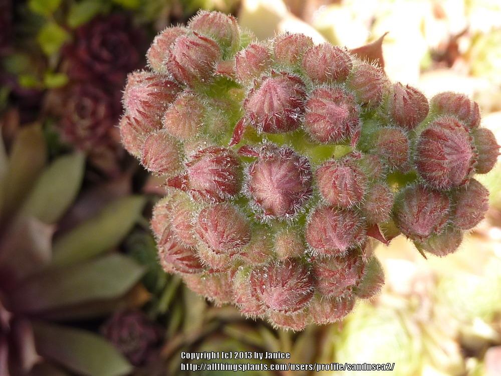 Photo of Hen and Chicks (Sempervivum 'Old Copper') uploaded by sandnsea2