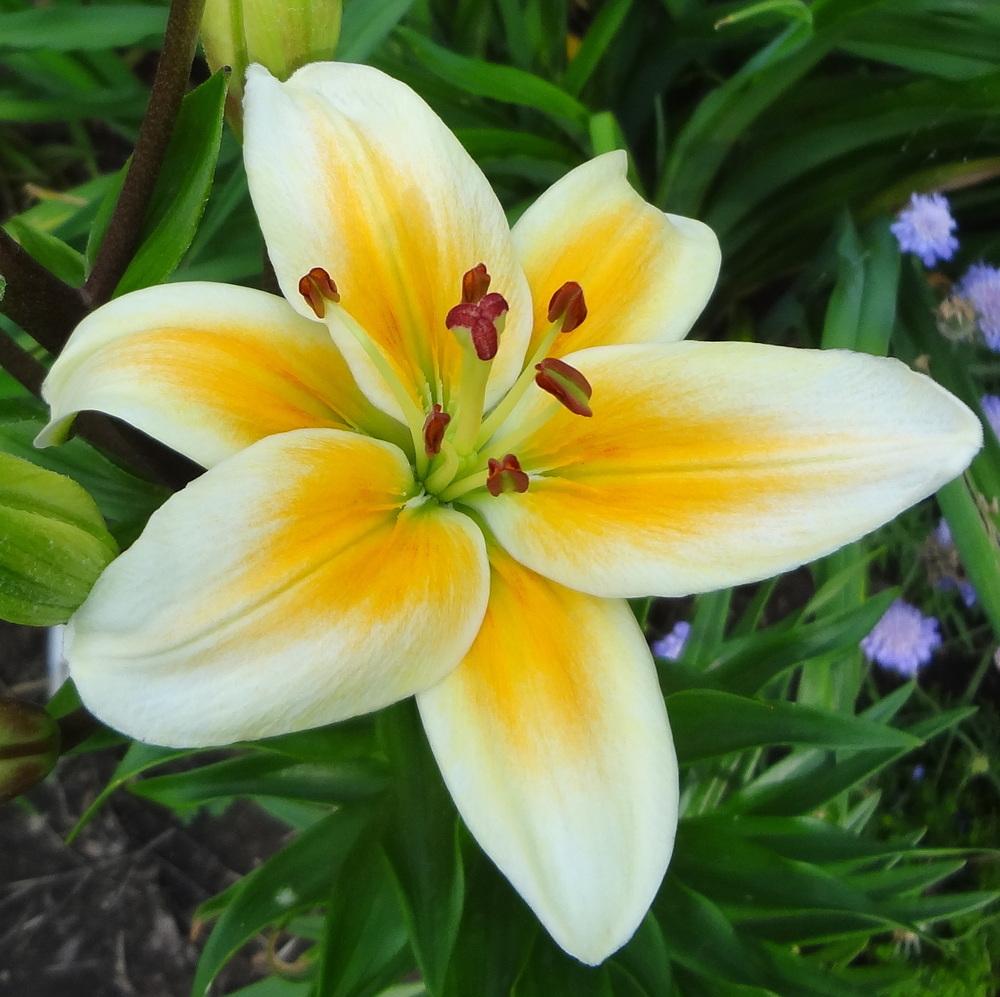 Photo of Lily (Lilium 'Tinos') uploaded by stilldew