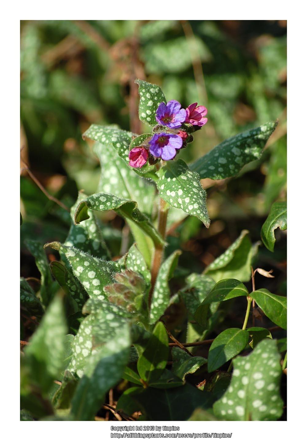 Photo of Soldiers and Sailors (Pulmonaria officinalis) uploaded by tinpins