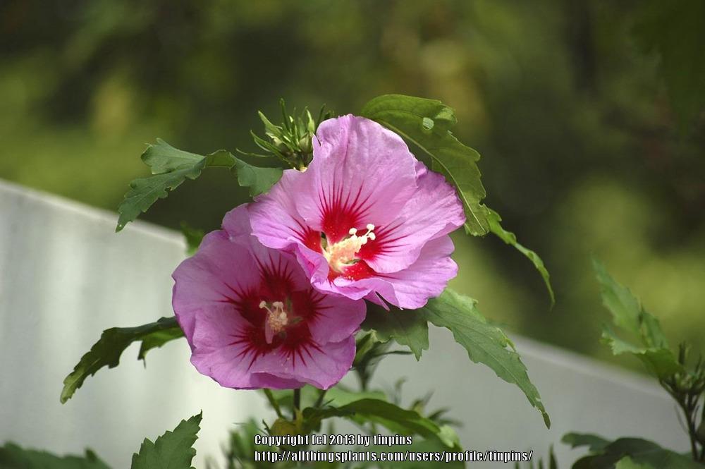 Photo of Roses of Sharon (Hibiscus syriacus) uploaded by tinpins