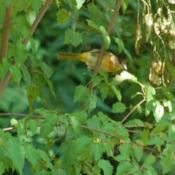 with Baltimore Oriole